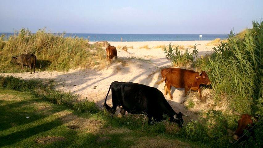 Ferreira Hostal Boutique Conil De La Frontera Zewnętrze zdjęcie